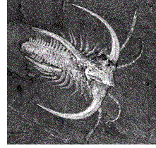 Marella splendens