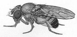 Drosophila