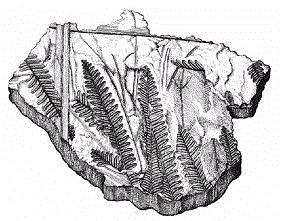 Farnfossil