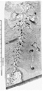 homo diluvii